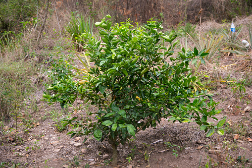 Organic lime plantation in the Peruvian jungle.