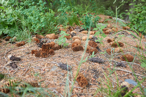 Pine cones on the ground in the forest. Seasonal natural background.