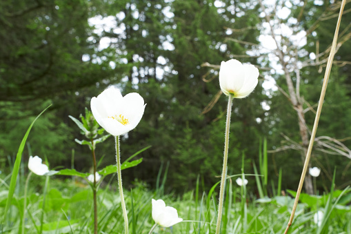 White Anemone (Pulsatilla patens) in the forest