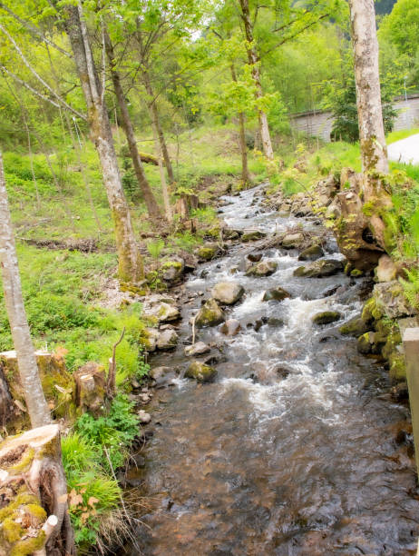 istock River view in Black forest of Titisee 1513096192