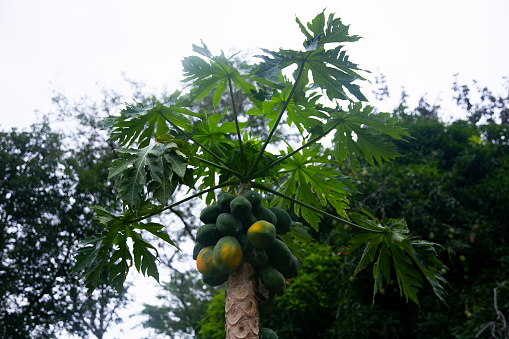 Green organic papaya plantation in the Peruvian jungle.