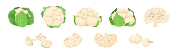 Cauliflower with Edible White Flesh Used in Culinary Vector Set Cauliflower with Edible White Flesh Used in Culinary Vector Set. Fresh and Organic Agricultural Crop and Cultivar of Cabbage Concept cauliflower nutrition stock illustrations