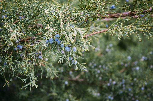Blue Star Juniper bush or Himalayan juniper in the summer garden. Needled evergreen shrub with silvery-blue, densely-packed foliage. Close up, selective focus.