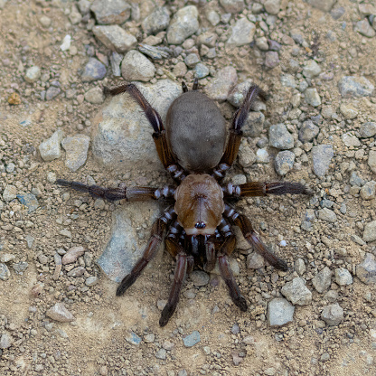 Trapdoor Spider at Monte Bello Preserve. San Mateo and Santa Clara Counties, California, USA.