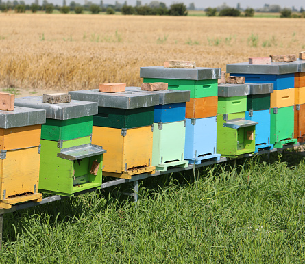 colorful bee hives for the production of organic honey in the middle of the field in summer