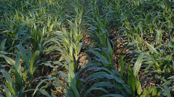 Fresh canadian corn is growing in the field.