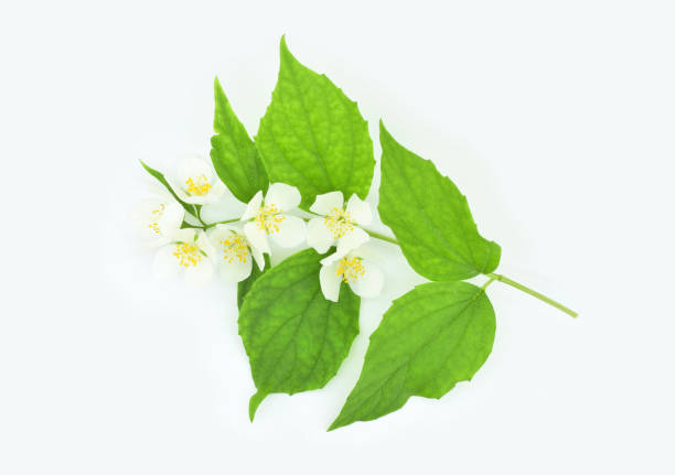 istock Mock-orange flowers with leaves isolated on a white background. 1513138795
