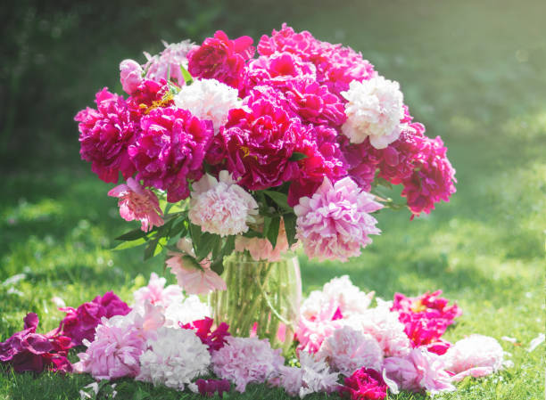 bouquet of fresh, lush, fragrant multi-colored peonies in a stylish glass vase and a white porcelain Cup near a window wet From raindrops, a cozy home decoration, Breakfast at home in bad weather ramo de peonías multicolores frescos, exuberantes y fragantes en un elegante jarrón de cristal y una copa de porcelana blanca cerca de una ventana húmeda de gotas de lluvia, una decoración acogedora para el hogar, desayuno en casa en mal tiempo