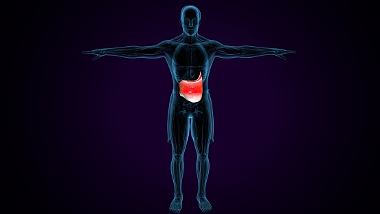 Function: The primary function of the stomach is to break down and digest food. It does this by releasing digestive enzymes and acids that help to chemically and mechanically break down the food into a semi-liquid mixture called chyme.\n\nDigestive Juices: The stomach produces gastric juices, which contain hydrochloric acid and digestive enzymes such as pepsin. These substances aid in the breakdown of proteins and other nutrients in the food.
