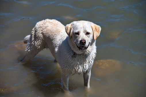 Golden retriever playing in the river
