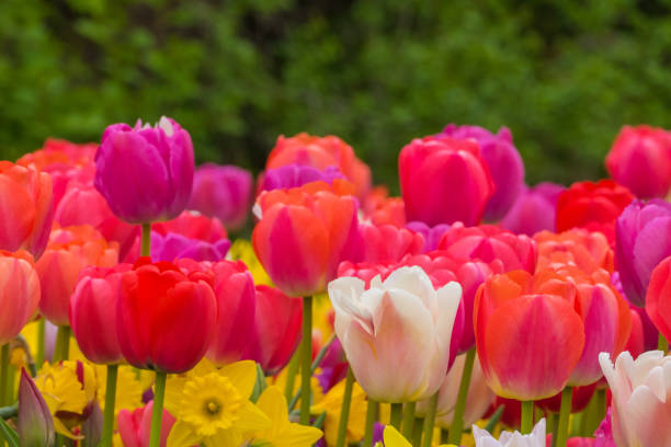 istock Pink and Red Tulips in Front of Daffodils 1513156974