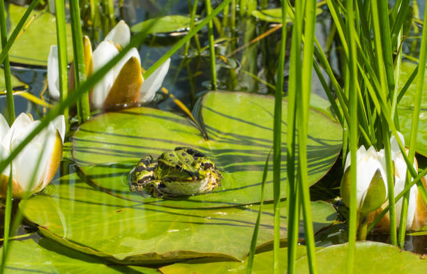 istock Frog Pond with Waterlilies 1513158551