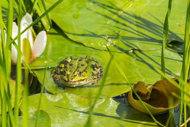 istock Green Frog next to Waterlily 1513159088