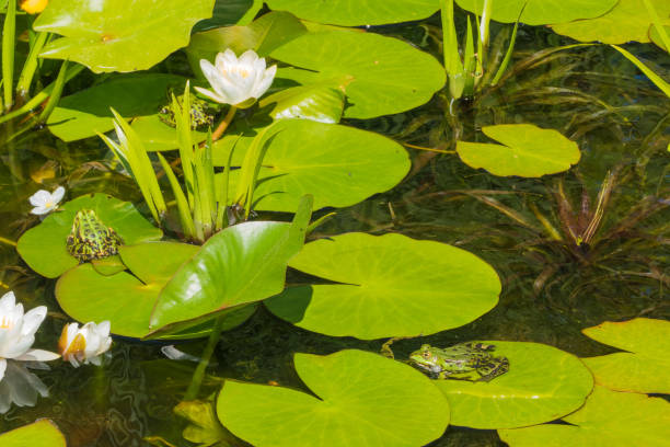 istock Many Frogs in Pond Landscape 1513160173