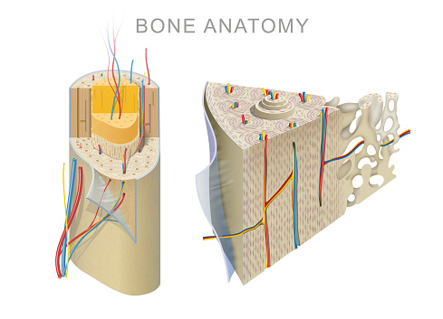 The outer shell of the long bone is made of cortical bone also known as compact bone. This is covered by a membrane of connective tissue called the periosteum. Beneath the cortical bone layer is a layer of spongy cancellous bone. Inside this is the medullary cavity which has an inner core of bone marrow, it contains nutrients and help in formation of cells, made up of yellow marrow in the adult and red marrow in the child.