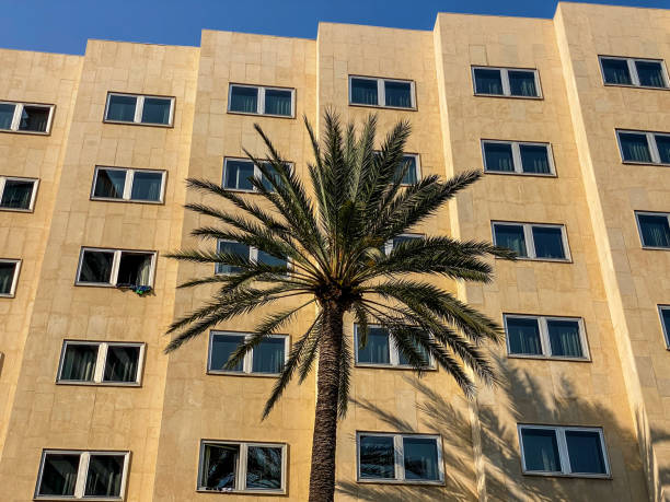 istock Palm tree in front of building 1513169971
