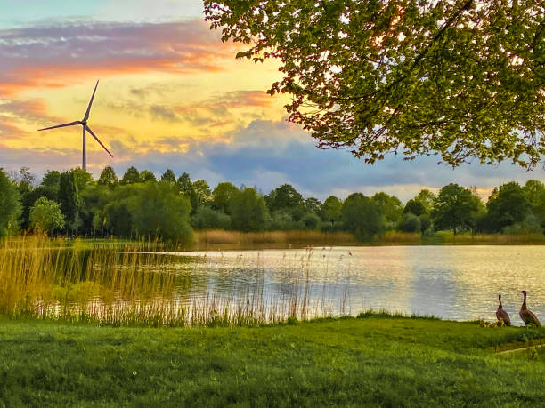 Duck family with ducklings standing in a park in Den Bosch, during sunset