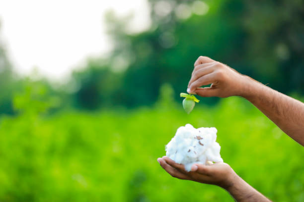 istock Indian farmer holding cotton in hand 1513172051