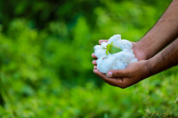 istock Indian farmer holding cotton in hand 1513173228
