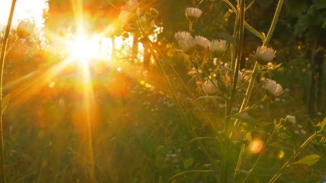 HD DOLLY: Beautiful Sunset Against Meadow Flowers