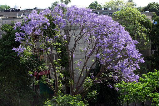 Blue jacaranda (Jacaranda mimosifolia) is a sub-tropical tree native to south-central South America. It has been widely planted elsewhere because of its attractive and long-lasting violet-colored flowers. It is also known as the jacaranda, black poui, Nupur, fern tree. The tree grows to a height of up to 20 m (66 ft) and its flowers appear in spring and early summer, and last for up to two months. They are followed by woody seed pods, which contain numerous flat, winged seeds. The unusually shaped, tough pods are often gathered, cleaned and used to decorate Christmas trees and dried arrangements.