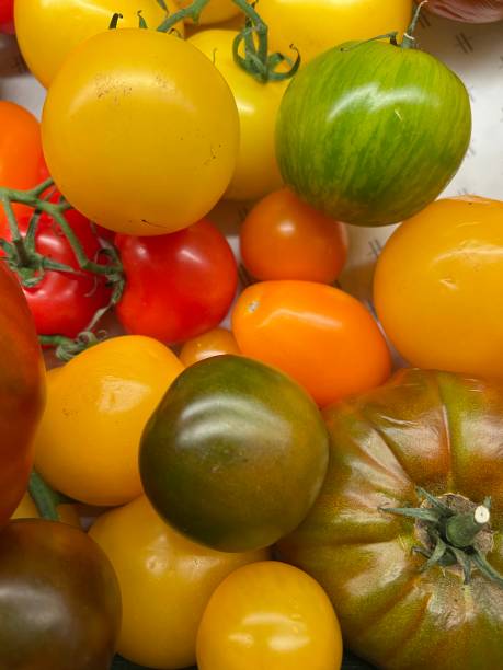 istock Green and Yellow Tomatoes 1513185051
