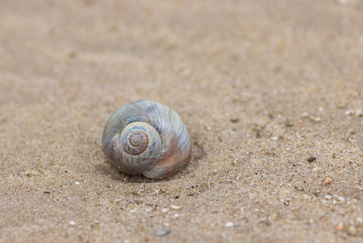 A close-up shot of a snail.
