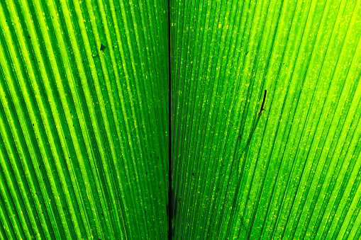 Background of green leaf texture.