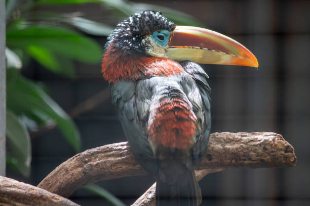 istock Tropical bird in the zoo 1513211573