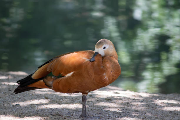 istock Duck near the water 1513212699