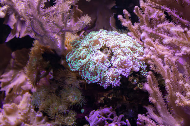 istock Coral in aquarium 1513213574