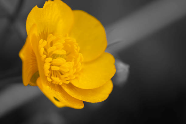 istock Yellow flower close-up 1513214349
