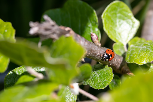 Ladybug on branch