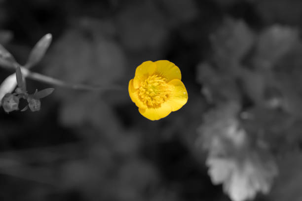 istock Yellow flower in the field 1513214363