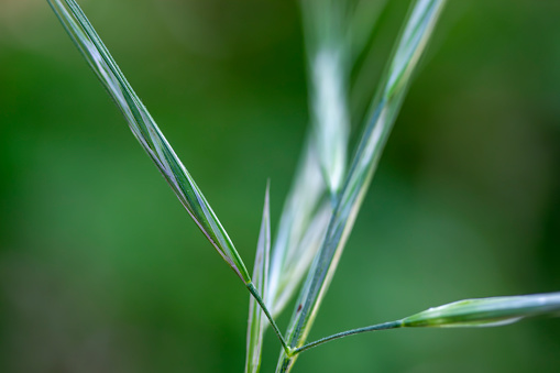 Close-up on grass