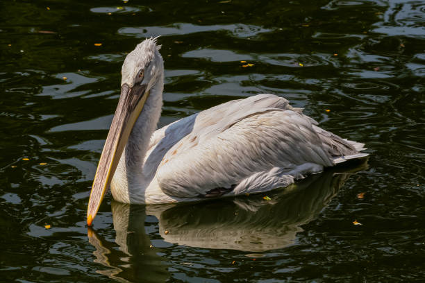 istock Close-up of a pelican 1513215441