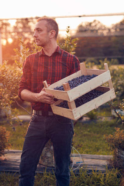 istock Farmer with fresh blueberries on a farm. 1513232410