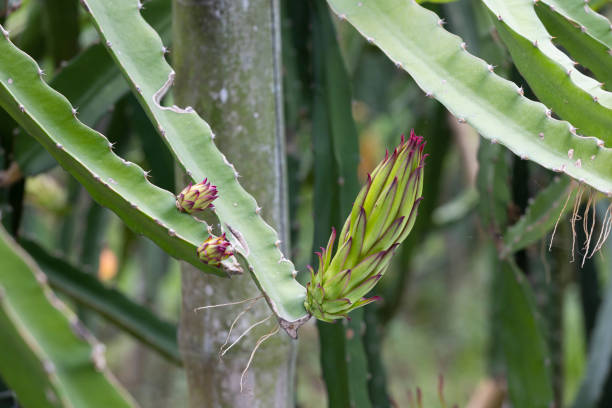 istock Plants and Flower of dragon fruit on tree. 1513235604
