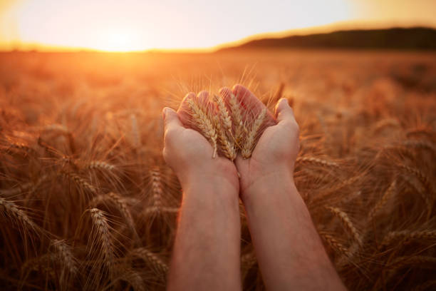 Hand holding wheat crops in golden hour, sunset, sunrise time.