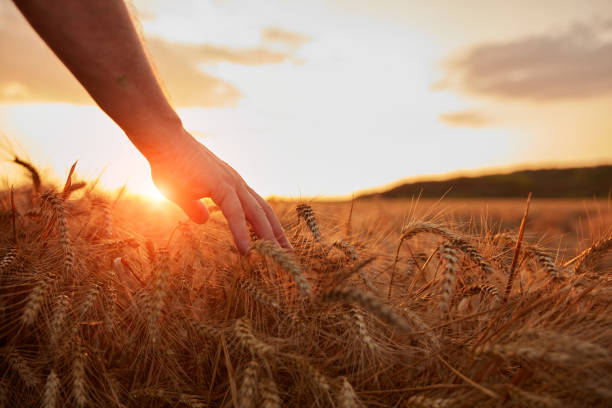 istock Hand touching wheat crops in golden hour, sunset, sunrise time. 1513237847