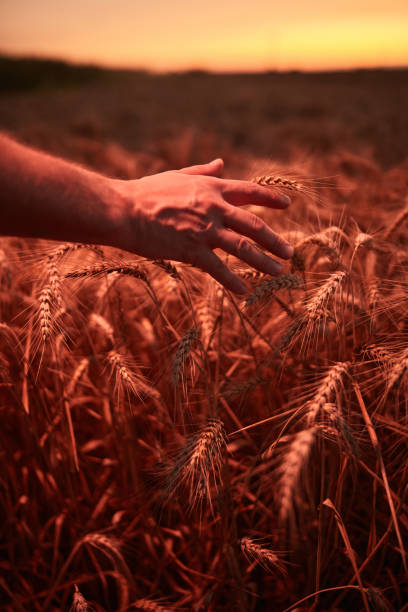 istock Hand touching wheat crops in golden hour, sunset, sunrise time. 1513238424
