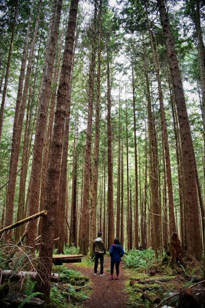 istock Couple hiking in beautiful forest 1513262210