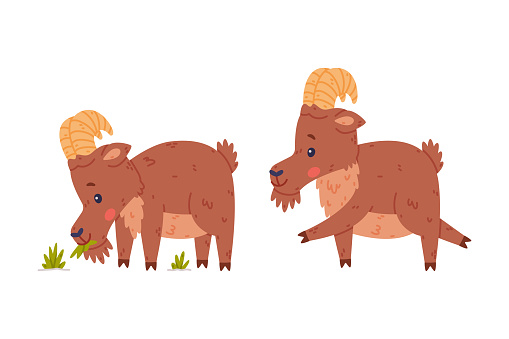 Urial Character as Wild Mountain Sheep with Horns Chewing Grass and Running Vector Set. Funny Brown Furry Ram