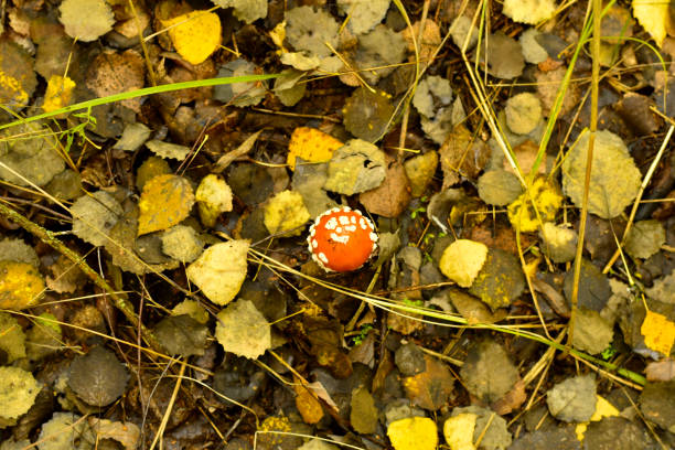 Forest floor close up with a fly agaric mushroom during an autumn day in a beech tree forest with brown leafs on the hills in the Veluwezoom nature reserve in Gelderland, Netherlands.