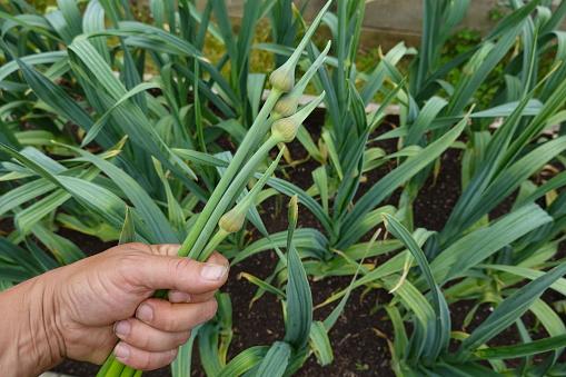 growing garlic in the garden, harvesting garlic flower, garlic flower stalk, garlic growing in the backyard at home
