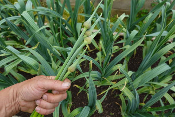 growing garlic in the garden, harvesting garlic flower, garlic flower stalk, garlic growing in the backyard growing garlic in the garden, harvesting garlic flower, garlic flower stalk, garlic growing in the backyard at home Growing Elephant Garlic stock pictures, royalty-free photos & images