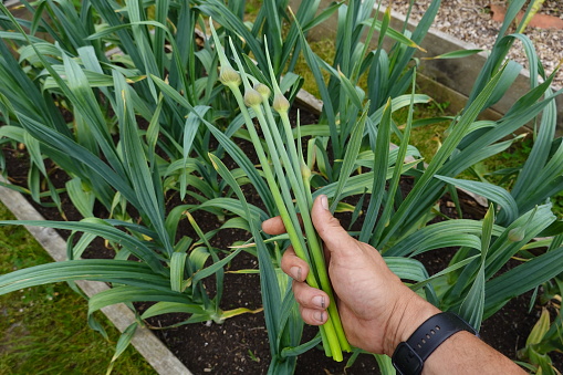growing garlic in the garden, harvesting garlic flower, garlic flower stalk, garlic growing in the backyard at home