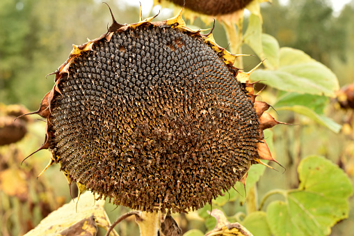Close-up of a sunflower basket with numerous oilseeds.