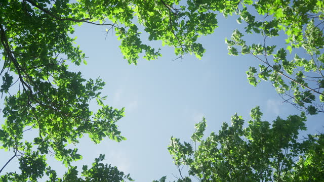 Blue sky seen through treetops