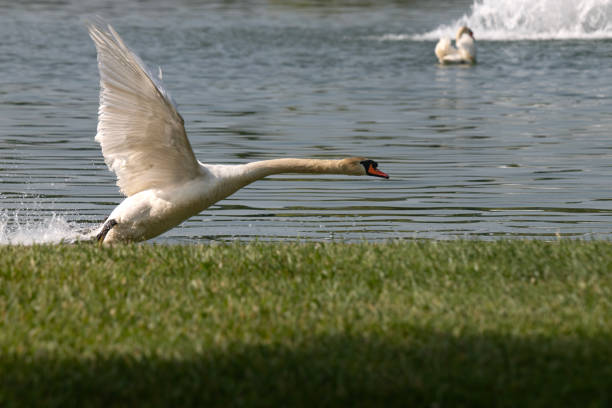 Swans on water
